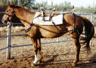 Pack Saddle (1800s/19th Century)